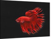 Rode Kempvis op zwarte achtergrond - Foto op Canvas - 90 x 60 cm