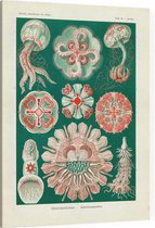 Aurelia - Discomedusae (Kunstformen der Natur), Ernst Haeckel - Foto op Canvas - 30 x 40 cm