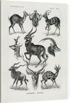 Antilope - Antilopina (Kunstformen der Natur), Ernst Haeckel - Foto op Canvas - 75 x 100 cm