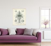 Discolabe - Siphonophorae (Kunstformen der Natur), Ernst Haeckel - Foto op Textielposter - 45 x 60 cm