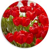 Dibond Wandcirkel - Close up van Rode Tulpen - 80x80cm Foto op Aluminium Wandcirkel (met ophangsysteem)