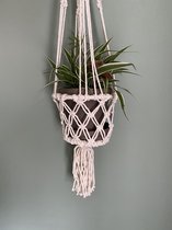 Chlorophytum Graslelie + Hanger en Pot en Schotel Deze prachtigekamerplant is een toevoeging in uw interieur. Inclusief verzenden!