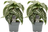 FloriaFor - Duo Botanica Aphelandra Green - - ↨ 30cm - ⌀ 13cm
