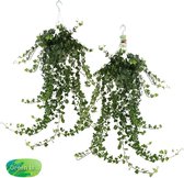 FloriaFor - Duo Hedera Helix 'Wonder' - - ↨ 50cm - ⌀ 17cm