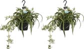 FloriaFor - Duo Chlorophytum Comosum 'Bonnie' - - ↨ 40cm - ⌀ 17cm