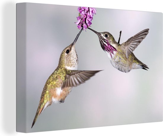 Een mannelijke en een vrouwelijke calliope kolibrie Canvas 30x20 cm - klein - Foto print op Canvas schilderij (Wanddecoratie woonkamer / slaapkamer)