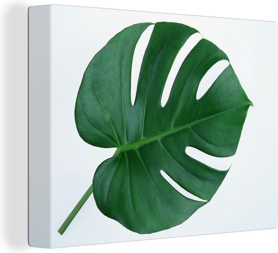 Botanische print van een gatenplant Canvas 60x40 cm - Foto print op Canvas schilderij (Wanddecoratie)