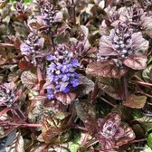 12 x Ajuga reptans Atropurpurea - Kruipend Zenegroen in 9x9cm pot met hoogte 5-10cm