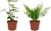 Set van 2 Kamerplanten -  Monstera Deliciosa & Asparagus Sprengeri  - ±  25cm hoog - 12cm diameter