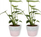 2x Kamerplant Monstera Deliciosa Tauerii – Gatenplant - ±  30cm hoog – 12cm diameter - in betonnen roze pot