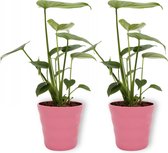 2x Kamerplant Monstera Deliciosa Tauerii – Gatenplant - ±  30cm hoog – 12cm diameter - in roze pot