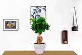 Kamerplant Ficus Ginseng - Bonsai - ± 30cm hoog - 12cm diameter - in betonnen roze pot