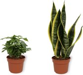 Set van 2 Kamerplanten - Coffea Arabica & Sansevieria Superba- ±  30cm hoog - 12cm diameter
