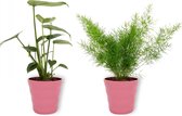 Set van 2 Kamerplanten - Monstera Deliciosa & Asparagus Sprengeri - ±  30cm hoog - 12cm diameter - in roze pot