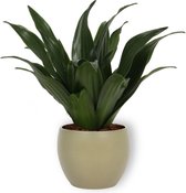 Kamerplant Dracaena Compacta - ± 20cm hoog – 12cm diameter - in groene pot
