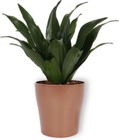 Kamerplant Dracaena Compacta - ± 20cm hoog – 12cm diameter - in koperkleurige pot