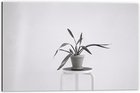 Dibond - Zwart-Witte foto van Plant op Kruk - 60x40cm Foto op Aluminium (Wanddecoratie van metaal)