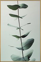 JUNIQE - Poster met kunststof lijst Eucalyptus Green -40x60 /Groen &