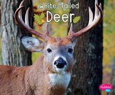 Woodland Wildlife - White-Tailed Deer