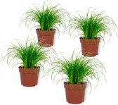 WL Plants - 4x Cyperus Zumula - Kattengras - Diervriendelijke Planten - Kamerplanten - ± 25cm hoog - 12cm diameter - in Kweekpot