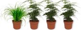 Set van 4 Kamerplanten - 3x Cyperus Zumula & 1x Asparagus Plumosus  - ± 25cm hoog - 12cm diameter