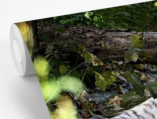 Papier peint photo peint photo vinyle - Tigre Witte dans l'eau largeur 450 cm x hauteur 300 cm - Tirage photo sur papier peint (disponible en 7 tailles)