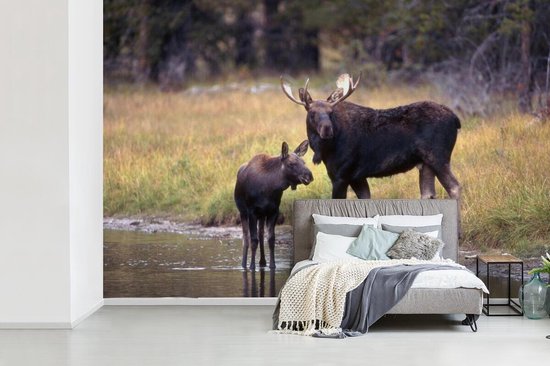 Papier peint photo peint vinyle - Elk avec son petit dans l'eau largeur 390 cm x hauteur 260 cm - Tirage photo sur papier peint (disponible en 7 tailles)