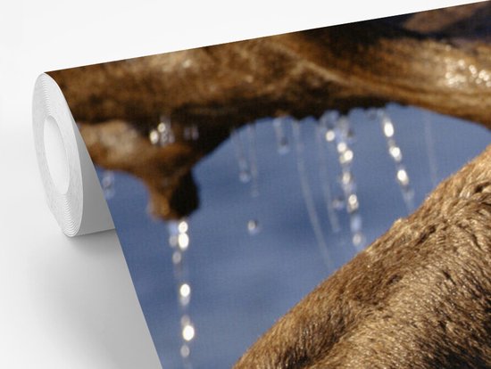 Papier peint photo vinyle - Gros plan d'un orignal dans l'eau largeur 390 cm x hauteur 260 cm - Tirage photo sur papier peint (disponible en 7 tailles)