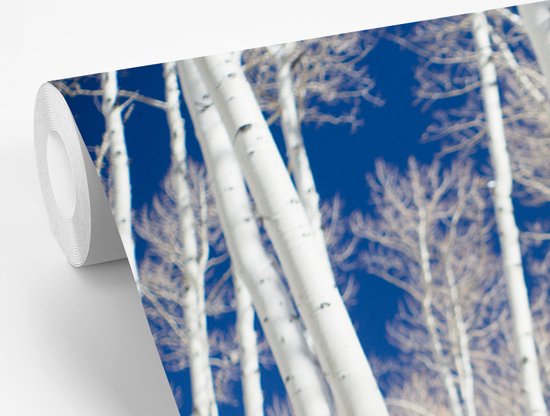 Papier peint Papier peint photo en vinyle - Forêt en Aspen avec bouleaux largeur 390 cm x hauteur 260 cm - Tirage photo sur papier peint (disponible en 7 tailles)