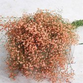 Gedroogde Gypsophila Decoratie voor binnenhuis -  - Oranje