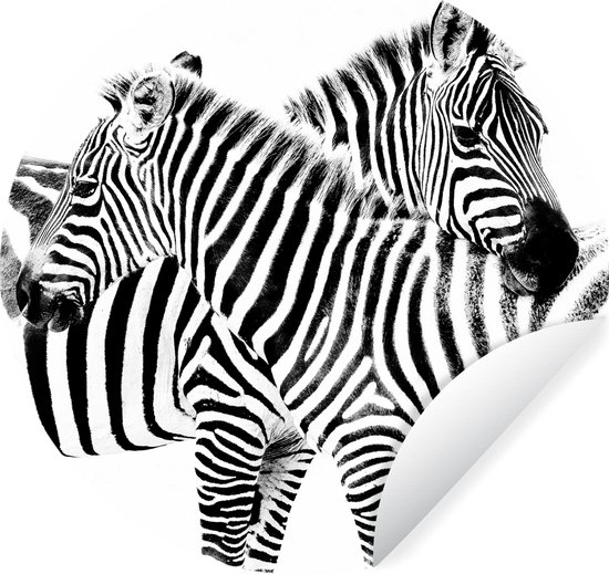 Deux zèbres sur fond blanc Sticker mural cercle papier peint ⌀ 120 cm / cercle papier peint / cercle mural / cercle vivant - auto-adhésif et coupe ronde