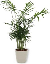 Kamerplant Chamaedorea – Mexicaanse Dwergpalm - ± 30cm hoog – 12 cm diameter - in grijze pot