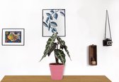 Kamerplant Alocasia Polly - Skeletplant - ± 30cm hoog – 12cm diameter - in roze pot