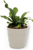 Kamerplant Platycerium Netherlands – Hersthoornvaren - ± 20cm hoog – 12 cm diameter - in grijze pot