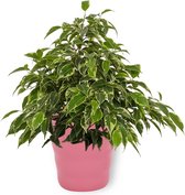 Kamerplant Ficus Kinky - ± 25cm hoog – 12 cm diameter - in roze pot