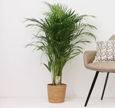 Pépinière plant VDA Areca palm, Gold palm, Palm - Areca palm in basket - 120cm high - ø21cm pot size - In Wicker Basket - Large Houseplant - Tropical Palm