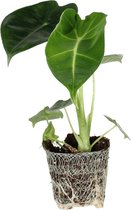Alocasia micholitziana Frydek stekje