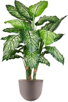 HTT - Kunstplant Dieffenbachia in Eggy taupe H115 cm