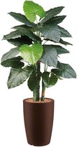 HTT - Kunstplant Philodendron in Genesis rond bruin H150 cm