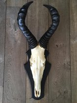 Skull springbok