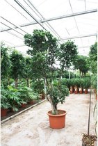 Ficus nitida compacta 315-325cm - Vertakt