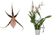 Orchidee van Botanicly – Spinorchidee – Hoogte: 60 cm, 2 takken, Lila roze bloemen – Brassia Shelob Tolkien