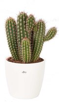 Cactus van Botanicly – Pilosocereus incl. sierpot wit als set – Hoogte: 50 cm – Pilosocereus Gounelii