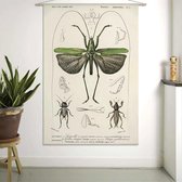 Wandkleed Locusta sexpunctata - Charles Dessalines D'Orbigny