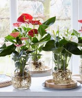 Anthurium andreanum - Flamingoplant wit  -  Incl. glazen vaas - Luchtzuiverend -↑ 40-45cm - Ø 12cm