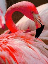 MyHobby Borduurpakket – Flamingo 30×40 cm - Aida borduurstof 5,5 kruisjes/cm (14 count) - Telpatroon - Borduurgaren - Borduurnaald - Handleiding - Voor Beginners & Gevorderden - Complete borduurset