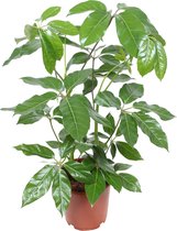 Schefflera Amate | Vingerplant | vingerboom ↑ 105-115cm - Ø 24cm