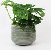 Monstera 'Monkey Leaf' - Gatenplant - Inclusief Sierpot grijs - Kamerplant - ↑ 20-30cm - Ø 12cm