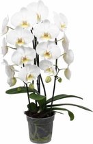 Fleurdirect - Phalaenopsis - 70 Cm - Ø 12 - 1 Stuks