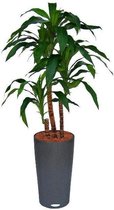 Draceana Fragrans kunstplant 90 cm